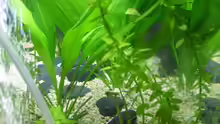 Pflanzen im Aquarium Becken 7687