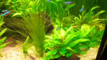 Pflanzen im Aquarium Becken 7771