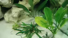 Pflanzen im Aquarium Becken 7792