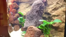 Pflanzen im Aquarium Becken 7970