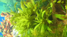 Pflanzen im Aquarium Becken 8311