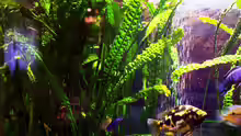 Pflanzen im Aquarium Becken 8353