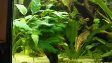 Pflanzen im Aquarium Becken 8376