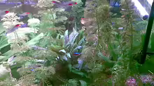 Pflanzen im Aquarium Becken 8460