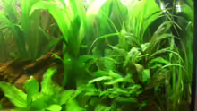 Pflanzen im Aquarium Becken 8462