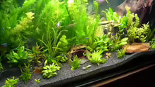 Pflanzen im Aquarium Becken 8561