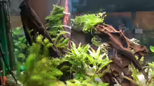 Pflanzen im Aquarium Becken 8671