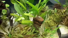 Pflanzen im Aquarium Becken 8671