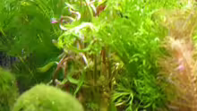 Pflanzen im Aquarium Becken 8694