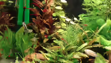 Pflanzen im Aquarium Becken 8810