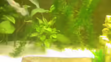 Pflanzen im Aquarium Becken 8836