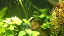 Pflanzen im Aquarium Becken 8894