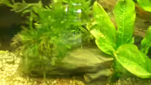 Pflanzen im Aquarium Becken 8894