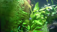 Pflanzen im Aquarium Becken 8894