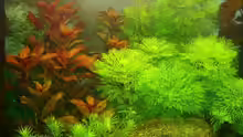 Pflanzen im Aquarium Becken 9172