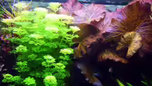 Pflanzen im Aquarium Becken 9172