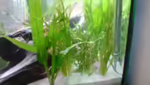 Pflanzen im Aquarium Becken 9196