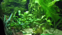 Pflanzen im Aquarium Becken 9396