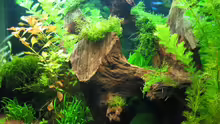 Pflanzen im Aquarium Becken 9458