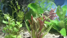 Pflanzen im Aquarium Becken 9479