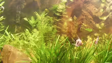 Pflanzen im Aquarium Becken 9533