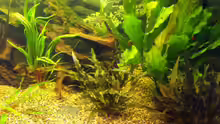 Pflanzen im Aquarium Becken 9553