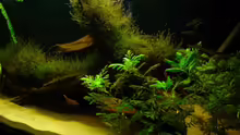 Pflanzen im Aquarium Becken 9562