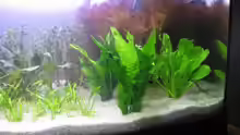 Pflanzen im Aquarium Becken 9571