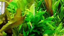 Pflanzen im Aquarium Becken 9807