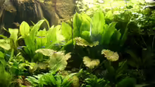 Pflanzen im Aquarium Becken 988