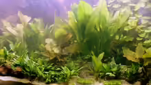 Pflanzen im Aquarium Becken 988