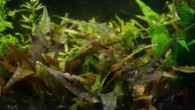 Pflanzen im Aquarium Becken 9998