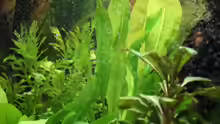 Pflanzen im Aquarium Bernd`s Pfütze