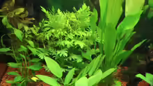 Pflanzen im Aquarium Bernd`s Pfütze