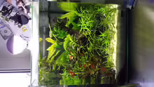 Pflanzen im Aquarium Beta's Cube (aufgelöst)
