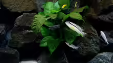 Pflanzen im Aquarium Bilskirnir