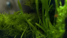 Pflanzen im Aquarium blubblub