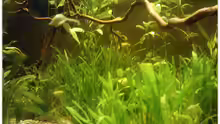 Pflanzen im Aquarium Buschfisch-Becken