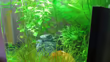 Pflanzen im Aquarium Dennerle 30l Nano Cube