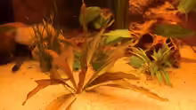 Pflanzen im Aquarium Diskusbecken - nur noch als Beispiel