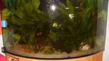 Pflanzen im Aquarium Eckaquarium