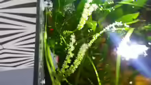 Pflanzen im Aquarium Eheim ScubaCube 64 (existiert nicht mehr)