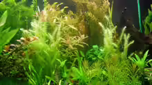 Pflanzen im Aquarium existiert in der Form nichtmehr