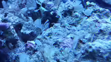 Pflanzen im Aquarium Flev´s 1,1K MeWa Tank