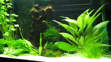 Pflanzen im Aquarium Garnelen-Tempel by Malawifreak