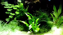 Pflanzen im Aquarium Garnelen-Tempel by Malawifreak