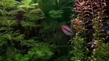 Pflanzen im Aquarium Gesellschaftsdickicht