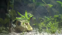 Pflanzen im Aquarium Grüne Oase (deakt)