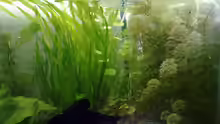 Pflanzen im Aquarium Guppys