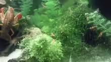 Pflanzen im Aquarium Juwel 300